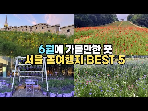 4K) 6월에 반드시 가볼만한 서울꽃여행지 BEST 5/6월에 가기 좋은 여행지/마곡 원그로브 라벤더/흥인지문 금계국/열린송현광장 수레국화/올림픽공원 양귀비/북촌 능소화명소