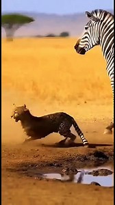 407K views · 3.4K reactions | The consequences of a cheetah attacking a zebra #cheetah #zebra #animalworld #animalsbecomingspiritual #battlesintheanimalworld | wildlife park | Facebook