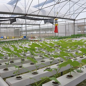 [Hot Item] Agriculture Greenhouse PVC Gutter Nft Channel Complete Hydroponic System with Hydroponic Equipment Installation