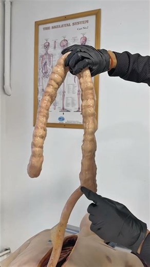 Appendix & Large Intestine Functions | Human Anatomy Mannequin Model #medicaleducation