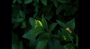 if healing is a color, it must be green. | Over The Hills