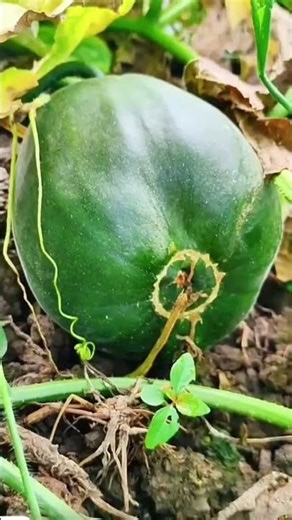 The sounds of insects and frogs as I stroll through the vegetable garden, every b