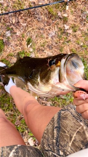 How many frogs can you find?? #frogseasoncomingsoon #fishing #bass #dachshund #frogging #peaceful
