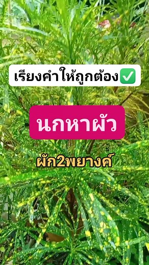 #ทดสอบไอคิว | พิสมัย สมบัติดี