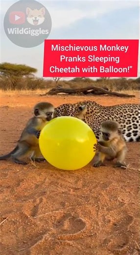Mischievous Monkey Pranks Sleeping Cheetah with Balloon!"