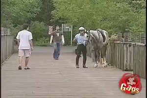Horse Police Mount Fail | First Amazing Videos