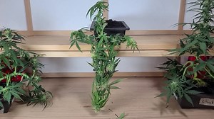 1M views · 10K reactions | Step by step how to, very easy. This...