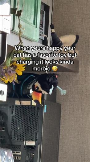 Sorry Birdy 🤣🤣🤣 worth it though because Mr tucán keeps them occupied and less destructive for hours lol