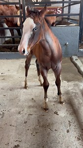 Wimpys gotta gun | Mezcal Quarter Horses