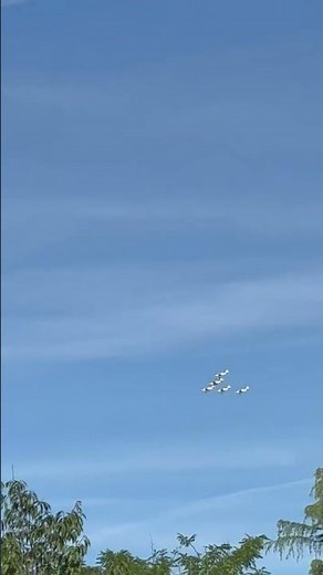 Mesmerizing Sky View with Migrating Birds | Rare Bird Flight Formation in the Sky