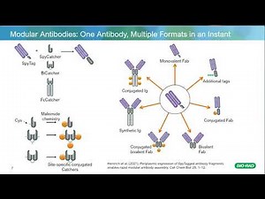 Generation of Recombinant Tool Antibodies to Support Cell and Gene Therapy Development