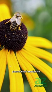 Why pollinators are disappearing and how to turn your yard into a safe haven