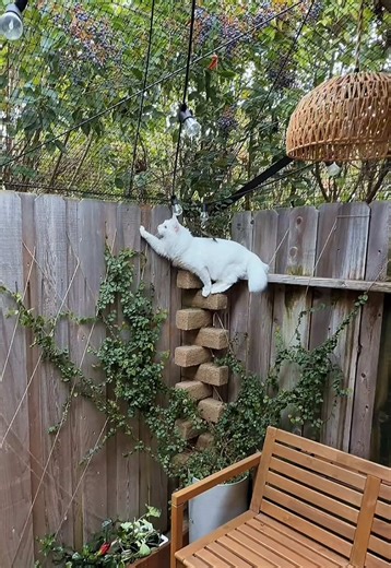 Enhance Your Catio with Creative DIY Ideas