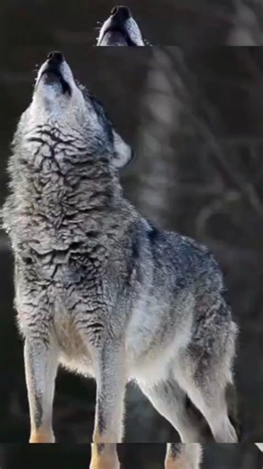 Perfect Formation of Wolves 🐺 #shorts