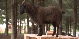Student improves goat program for addiction recovery provider