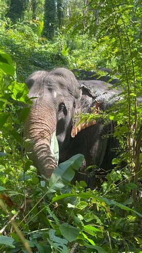 🐘🌿 Did You Know? How Much Do Thai Elephants Eat Each Day, and What Do They Love Most? Thai elephants are large animals that use energy throughout the day from walking and foraging to bathing, mud playing, and digestion. That’s why eating takes up most of an elephant’s daily life 🤍 On average, a fully grown Thai elephant consumes around 150–250 kilograms of food per day and drinks approximately 100–200 liters of water daily to keep their bodies balanced and healthy. Their main diet consists of