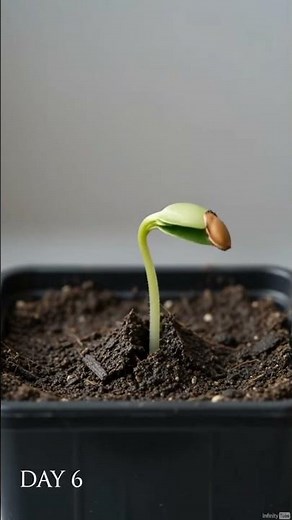 Tomato Growing Time Lapse in 4K 🍅 From Seed to Harvest | 60 Days Plant Growth | Satisfying Nature
