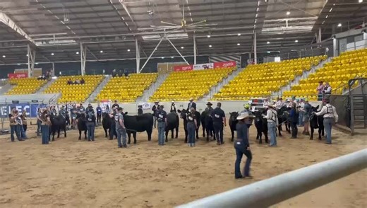 8.1K views · 93 reactions | And the British and Irish Lions take third place in the cattle preparation | Aberdeen-Angus Cattle Society | Facebook