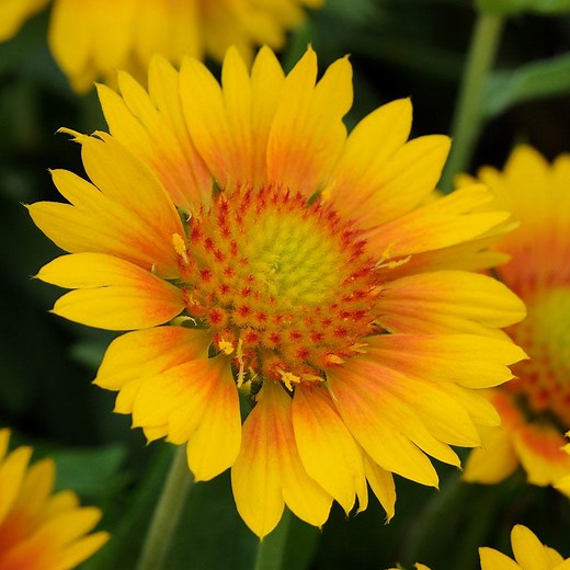 Gaillardia Mesa Peach, Mesa Peach Blanket Flower | High Country Gardens
