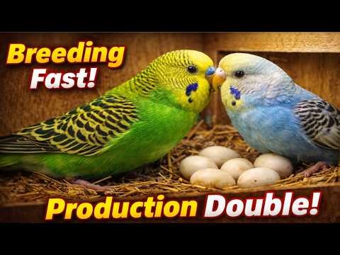 Budgies Fast Breeding Formula | Production Double Secret🔥#birds #pets