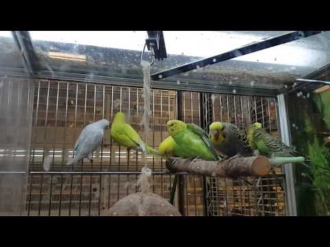 Parakeet Budgie Birds at PetSmart with Jellybean Joy! SUCH BRIGHT COLORS!