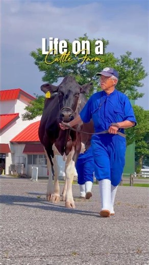 Life on a Cattle Farm in Japan
