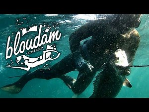 MUSSEL CRACKERS ARE HERE!!! AMAZING DAY OUT SPEARFISHING