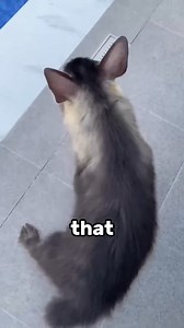 6.8K views · 42 reactions | This Is A Hybrid Between A Goat And A Dog #amazingfacts #support | Amazing Animals Facts | Facebook