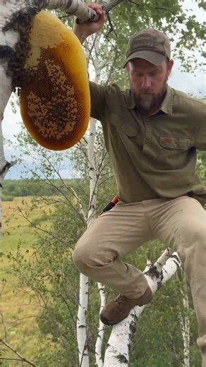 Owen’s Birch Tree Climb Ends With a Golden Honey Pour 🍯