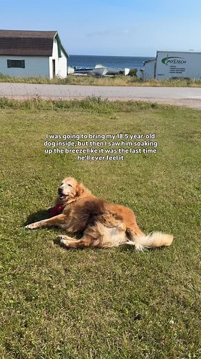 these are the moments I’ll hold onto forever… him, the labrador breeze, and that smile that lights up my world 🫶🏼 senior dog parents know what i mean when i say the little moments are the big moments! like and follow if you agree 🤍🐶 #seniordog #olddog #seniordogsofinstagram #journeywithjake #dogoftheday #anticipatorygrief #goldenretriever | Tasha Ryland