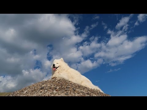 Training Your Samoyed: Tips and Tricks to Make It Easier!