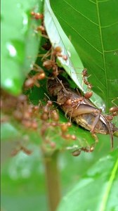 The Process of Ants Carrying Prey Back to Their Nest #insects #cricket #ants