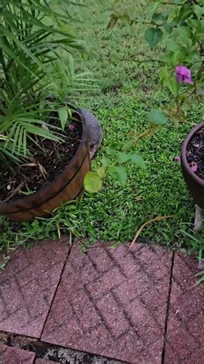 Armadillo hanging in the backyard!!!