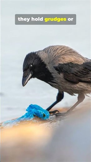 The Ultimate Face‑Recognition Champions: SHOCKING!!! #tiktok