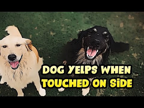 Dog Yelps When Touched on Side