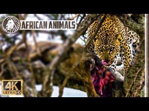 🐆 Leopard eats warthog in a tree in the Masai Mara