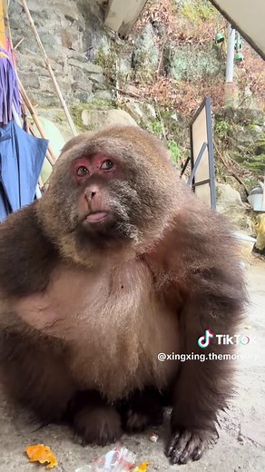 Have you ever seen such a good monkey? #monkey #animal #cute #funny #fyp