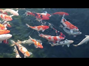 How Often Should You Feed Koi Fish? A Guide to Proper Feeding