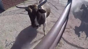 New video drop! A little behind the scenes of dealing with the fighting cows on the ranch, link is in my story to see it all. #codywebsterbullfighting #meancows #youtube #ranchin | Cody Webster