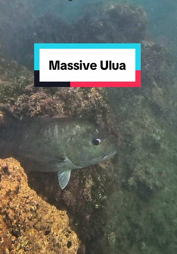 Encountering the Largest Ulua While Fishing in Hawaii
