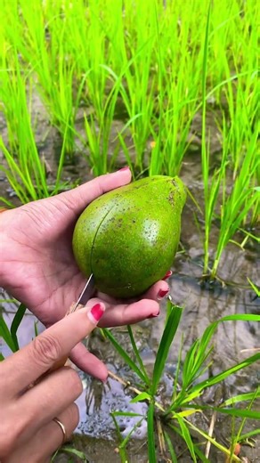 Split Avocado Fruit #avocado