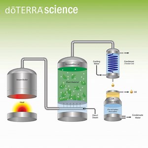 Steam Distillation | dōTERRA Essential Oils
