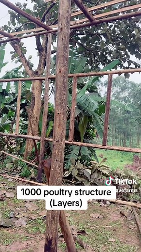 Brave Farm Construction: Building a 1000 Layer Poultry Structure