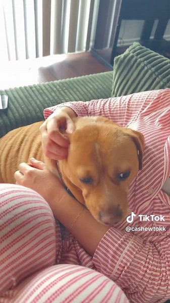 cashew is my everything 🥹 #cashewtok #dogcuddles #cutenessoverload #daschund #fyp