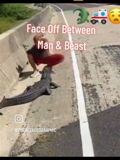 Face Off Between Drug addict & Gator #fyp #fy #funny #gator #smile | gator climbs fence