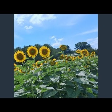Missing piece (feat. SUNO AI App vocals, instrumental, arrangement)
