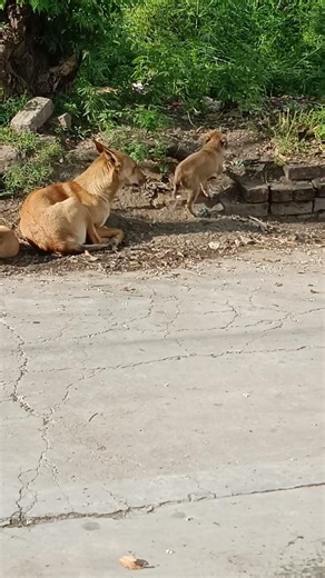 dog angry on puppy #kitten