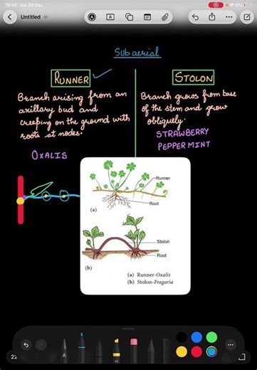 Runner vs Stolon stem (Sub-aerial modification) #botany