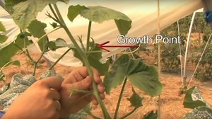 How to Prune Trailing Cucumbers – Pruning Cucumbers - Allotment & Gardens