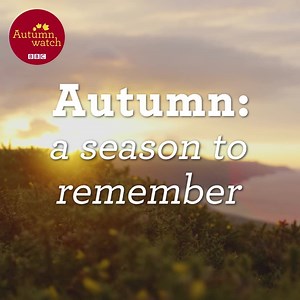 16K views · 1.4K reactions | What an autumn!!! ❤️ We have loved being able to share the magic of this stunning season with you. What has been your favourite moment from this year's Autumnwatch? Although Autumnwatch may now be over, we are here all year round on social media to bring you the very best of the Watches. We will see you soon for Winterwatch ❄️ #Autumnwatch  | BBC Springwatch | Facebook